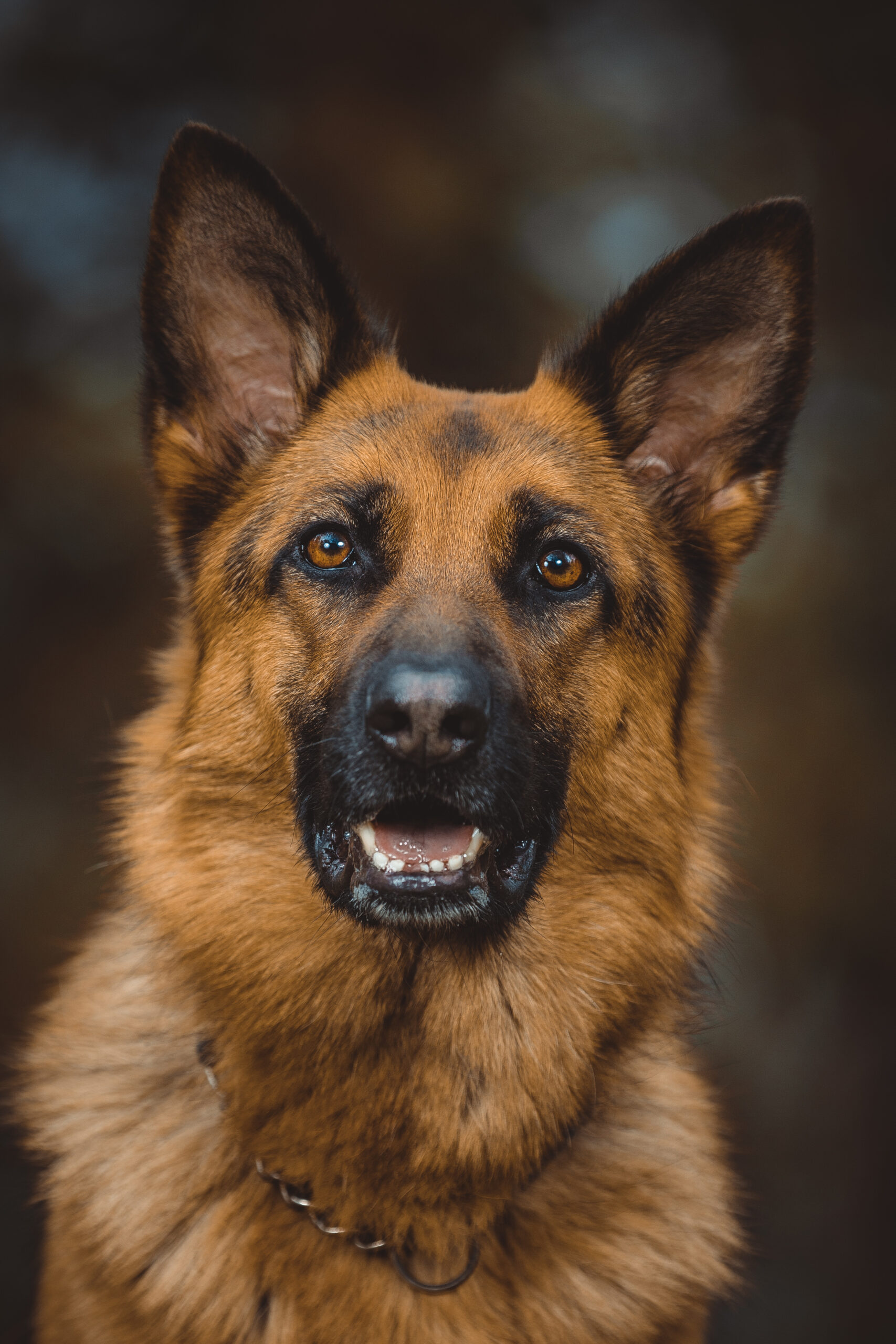 Adventure Dogs - Sky, The Adventure Dog. A German Shepherd Dog Bitch.